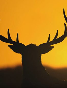 theHunterCalloftheWild, expansive worlds, avalanche studios, juegos de caza, simuladores ps4, simulador de caza, los mejores simuladores de ps4, simuladores pc, los mejores simuladores de caza