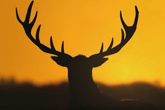 theHunterCalloftheWild, expansive worlds, avalanche studios, juegos de caza, simuladores ps4, simulador de caza, los mejores simuladores de ps4, simuladores pc, los mejores simuladores de caza