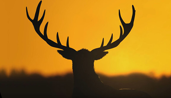 theHunterCalloftheWild, expansive worlds, avalanche studios, juegos de caza, simuladores ps4, simulador de caza, los mejores simuladores de ps4, simuladores pc, los mejores simuladores de caza